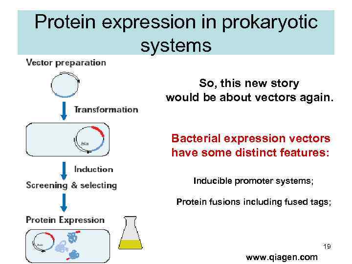 Protein expression in prokaryotic systems So, this new story would be about vectors again.