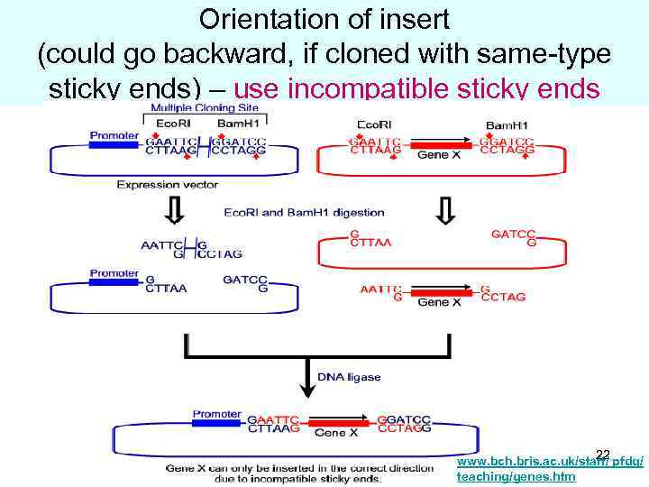 Orientation of insert (could go backward, if cloned with same-type sticky ends) – use