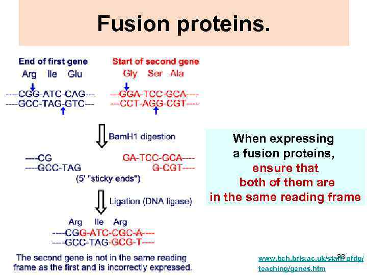 Fusion proteins. When expressing a fusion proteins, ensure that both of them are in