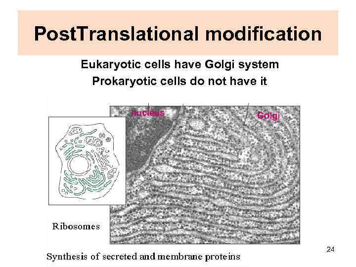 Post. Translational modification Eukaryotic cells have Golgi system Prokaryotic cells do not have it