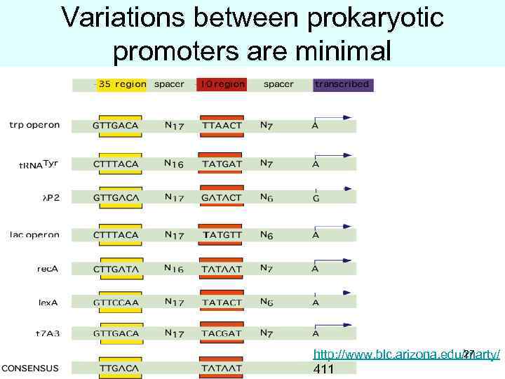 Variations between prokaryotic promoters are minimal 27 http: //www. blc. arizona. edu/marty/ 411 