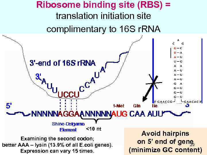 Ribosome binding site (RBS) = translation initiation site complimentary to 16 S r. RNA
