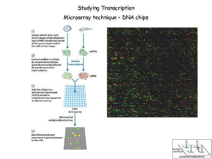 Studying Transcription Microarray technique – DNA chips 3 