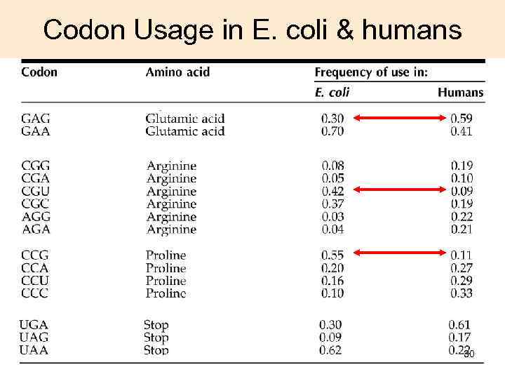 Codon Usage in E. coli & humans 30 