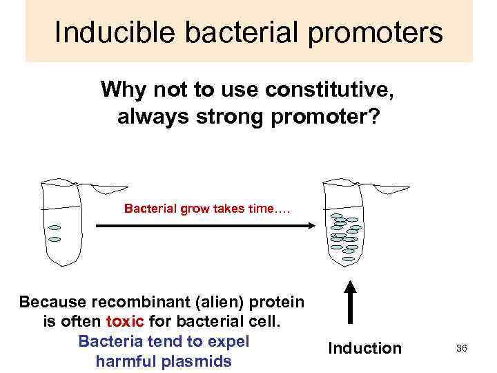 Inducible bacterial promoters Why not to use constitutive, always strong promoter? Bacterial grow takes