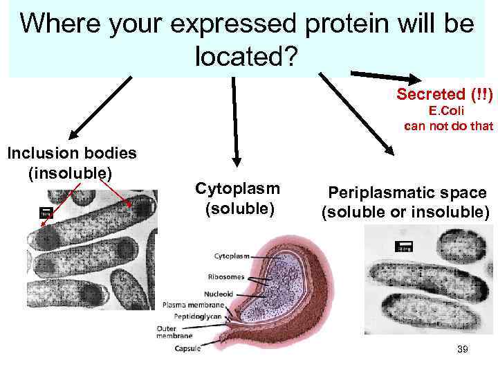 Where your expressed protein will be located? Secreted (!!) E. Coli can not do