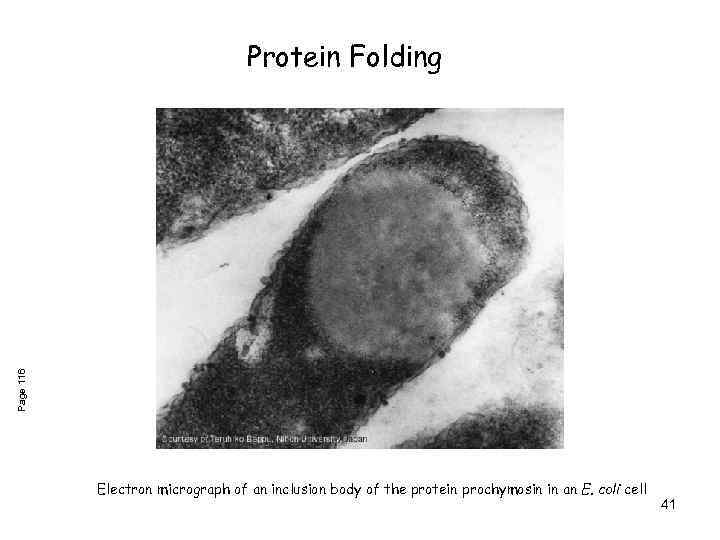 Page 116 Protein Folding Electron micrograph of an inclusion body of the protein prochymosin
