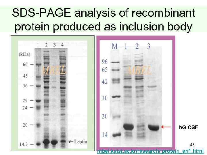SDS-PAGE analysis of recombinant protein produced as inclusion body h. G-CSF 43 mbel. kaist.