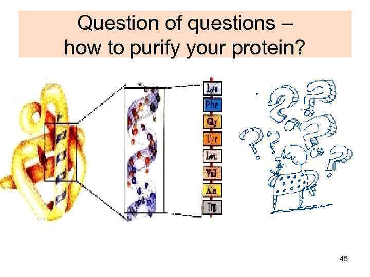 Question of questions – how to purify your protein? 45 