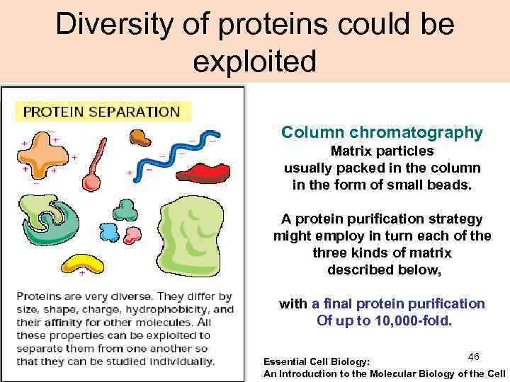 Diversity of proteins could be exploited Column chromatography Matrix particles usually packed in the