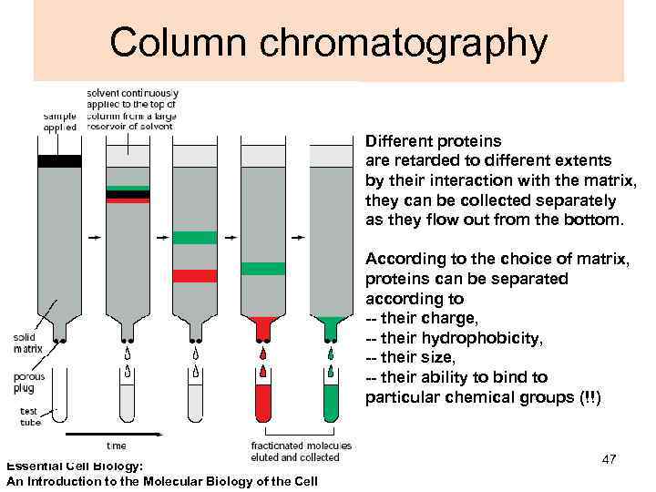 Column chromatography Different proteins are retarded to different extents by their interaction with the
