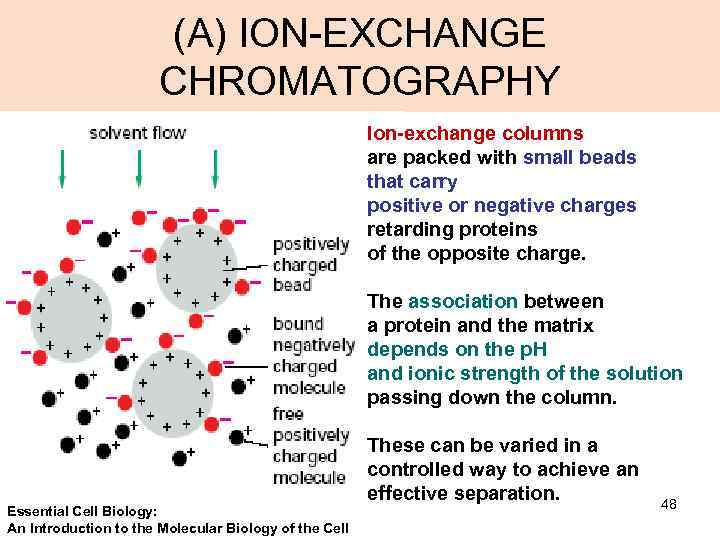 (A) ION-EXCHANGE CHROMATOGRAPHY Ion-exchange columns are packed with small beads that carry positive or