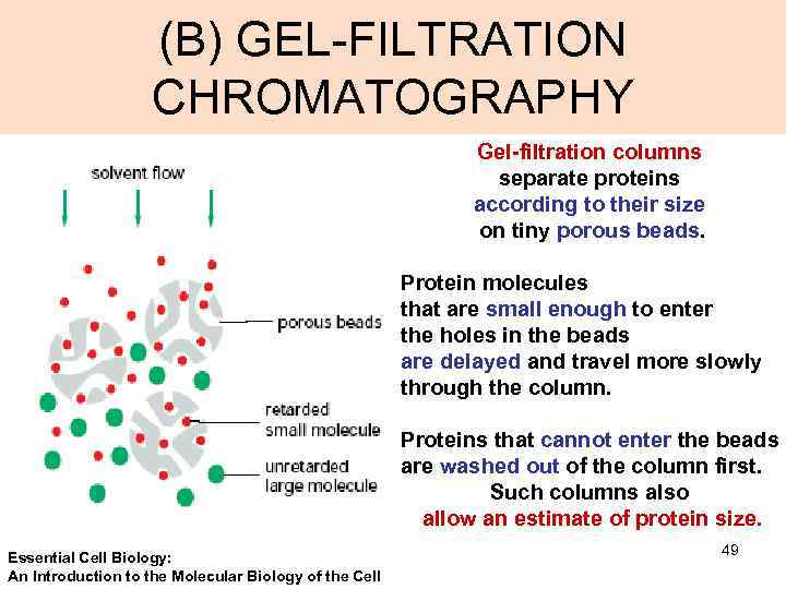 (B) GEL-FILTRATION CHROMATOGRAPHY Gel-filtration columns separate proteins according to their size on tiny porous