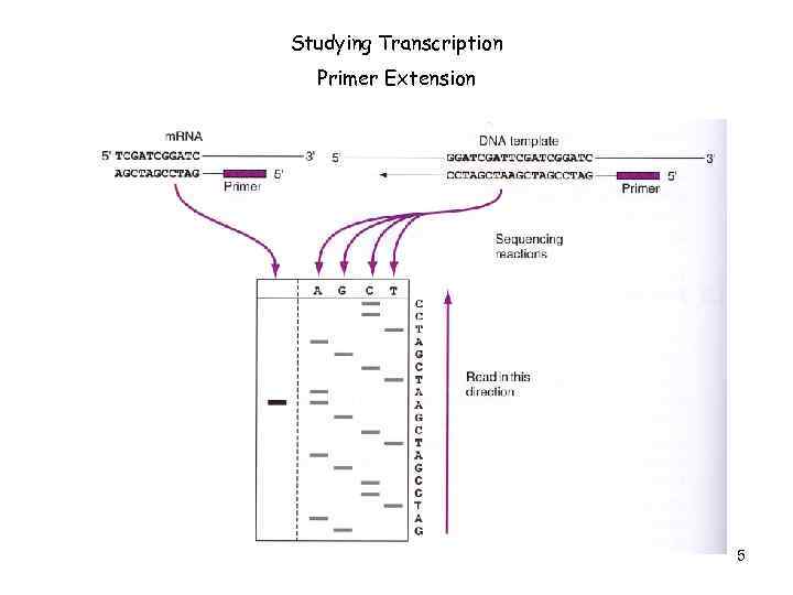 Studying Transcription Primer Extension 5 