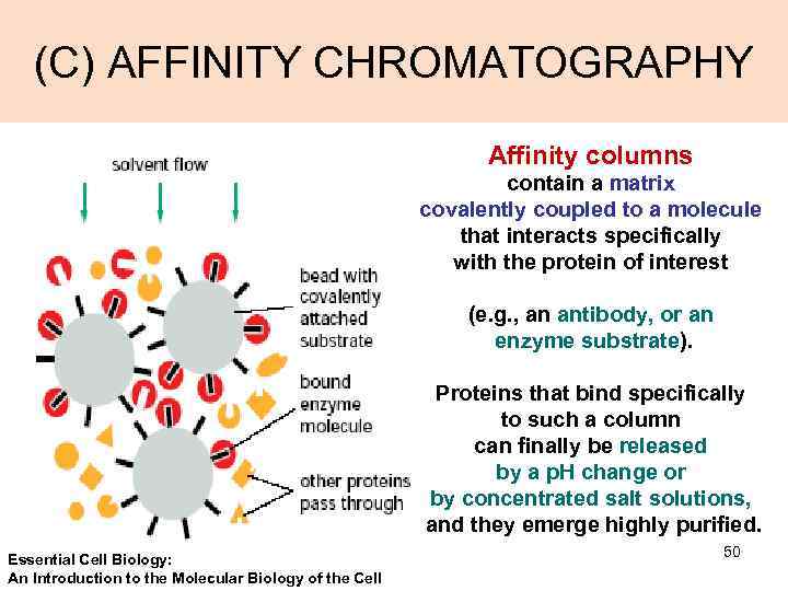 (C) AFFINITY CHROMATOGRAPHY Affinity columns contain a matrix covalently coupled to a molecule that