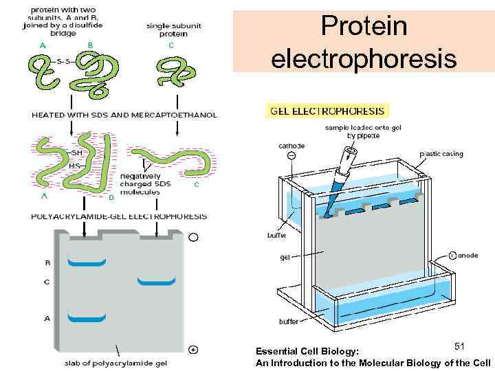 Protein electrophoresis 51 Essential Cell Biology: An Introduction to the Molecular Biology of the
