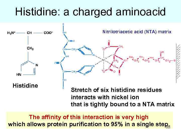 Histidine: a charged aminoacid Nitrilotriacetic acid (NTA) matrix Histidine Stretch of six histidine residues