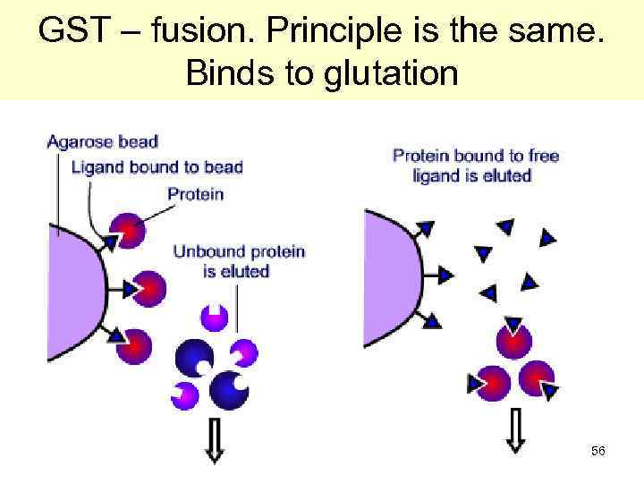 GST – fusion. Principle is the same. Binds to glutation 56 