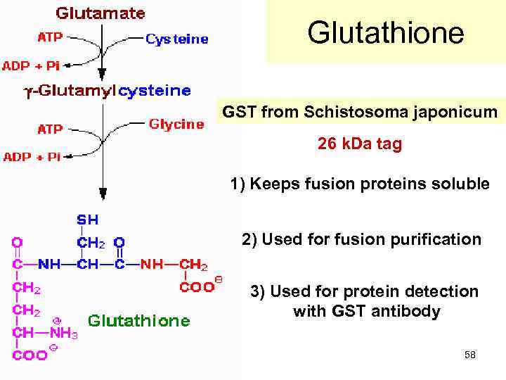 Glutathione GST from Schistosoma japonicum 26 k. Da tag 1) Keeps fusion proteins soluble
