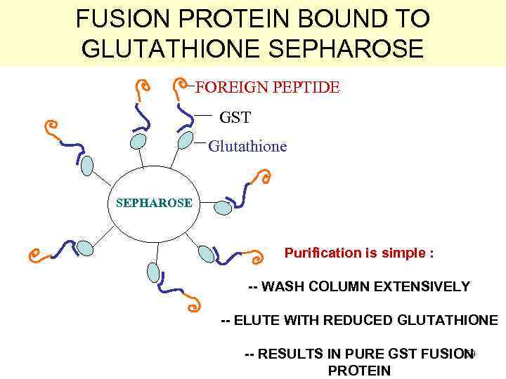 FUSION PROTEIN BOUND TO GLUTATHIONE SEPHAROSE FOREIGN PEPTIDE GST Glutathione SEPHAROSE Purification is simple