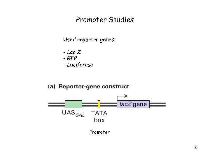 Promoter Studies Used reporter genes: - Lac Z - GFP - Luciferase Promoter 6