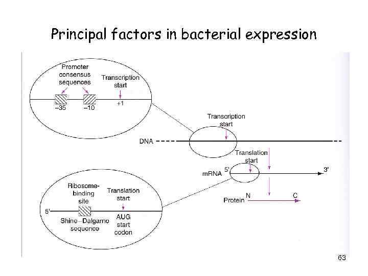 Principal factors in bacterial expression 63 