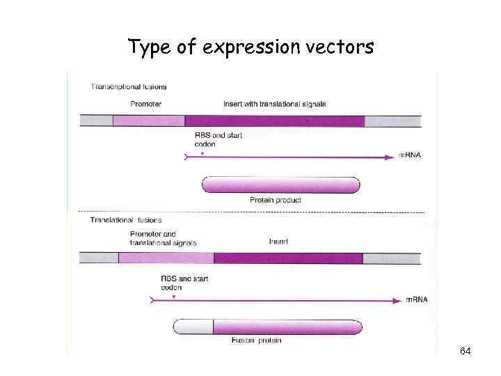 Type of expression vectors 64 