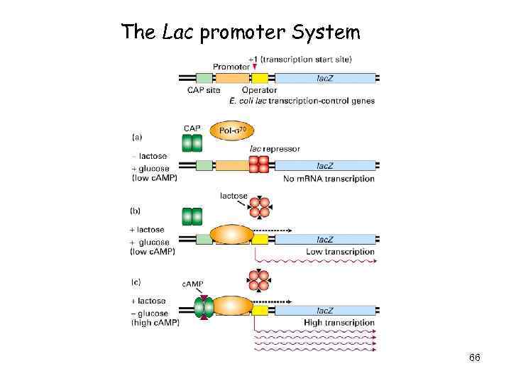 The Lac promoter System 66 
