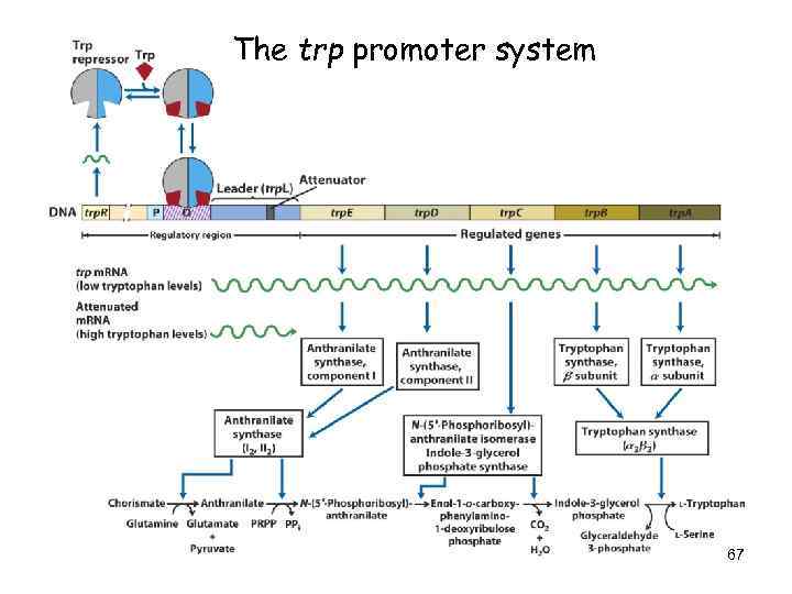 The trp promoter system 67 