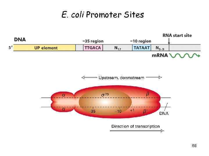 E. coli Promoter Sites 68 