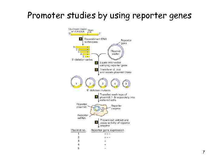 Promoter studies by using reporter genes 7 