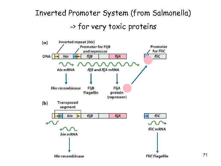 Inverted Promoter System (from Salmonella) -> for very toxic proteins 71 