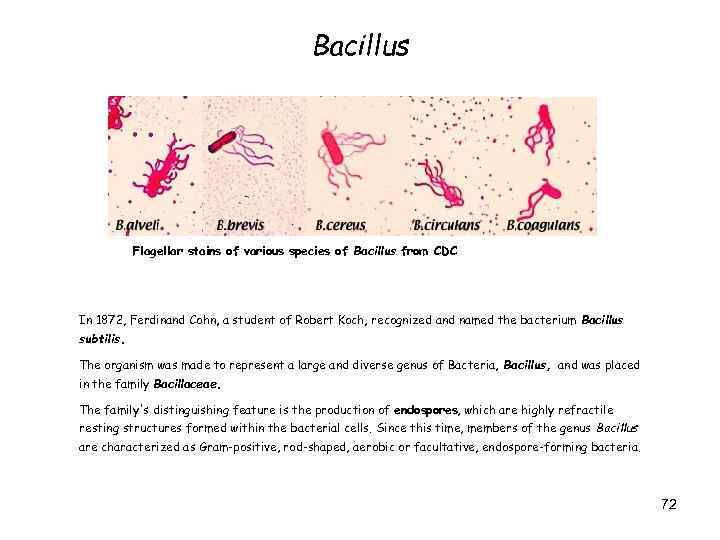 Bacillus Flagellar stains of various species of Bacillus from CDC In 1872, Ferdinand Cohn,