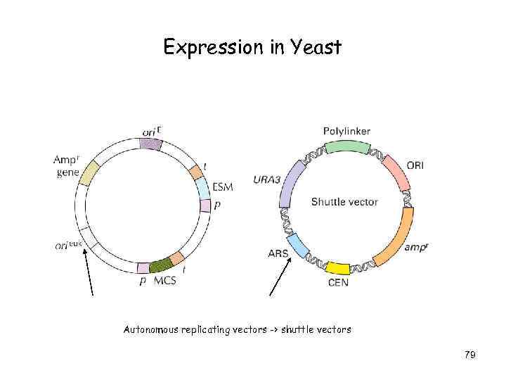 Expression in Yeast Autonomous replicating vectors -> shuttle vectors 79 