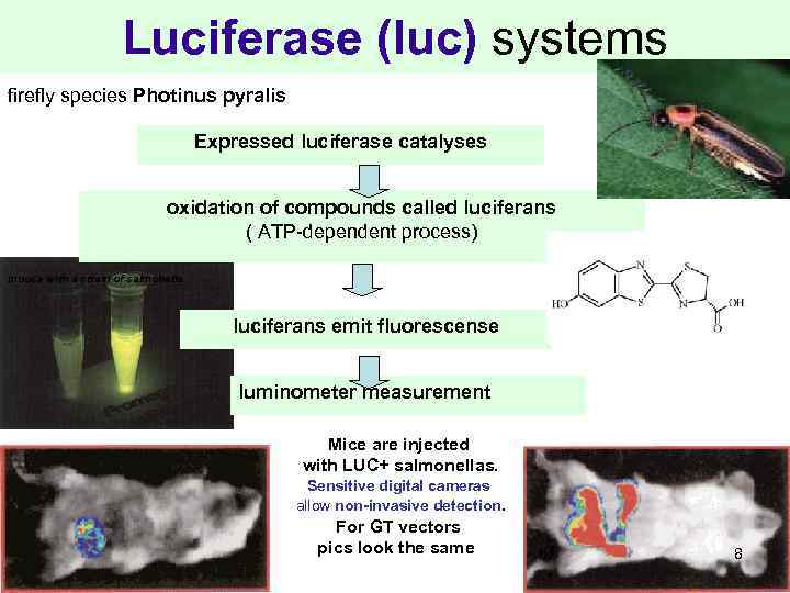 Luciferase (luc) systems firefly species Photinus pyralis Expressed luciferase catalyses oxidation of compounds called