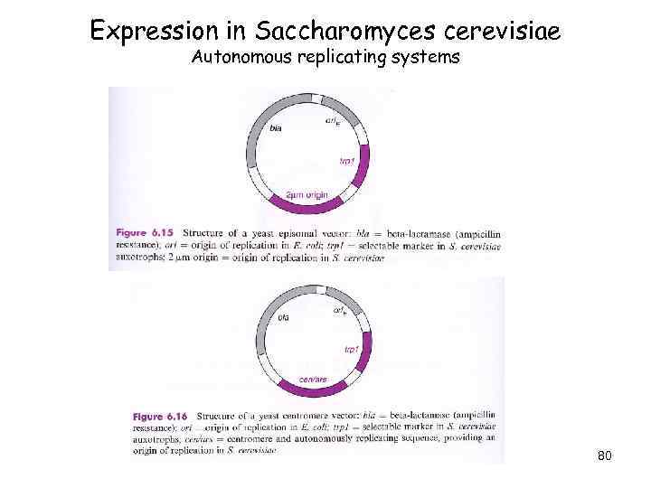 Expression in Saccharomyces cerevisiae Autonomous replicating systems 80 