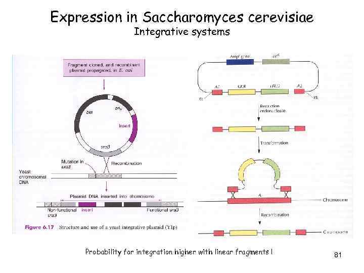 Expression in Saccharomyces cerevisiae Integrative systems Probability for integration higher with linear fragments !