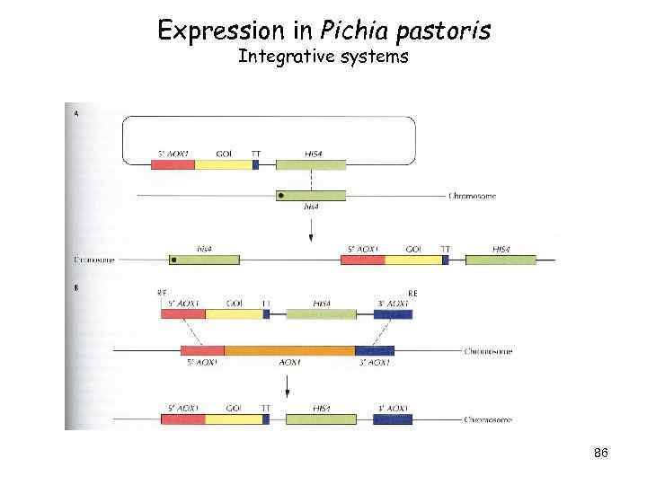 Expression in Pichia pastoris Integrative systems 86 