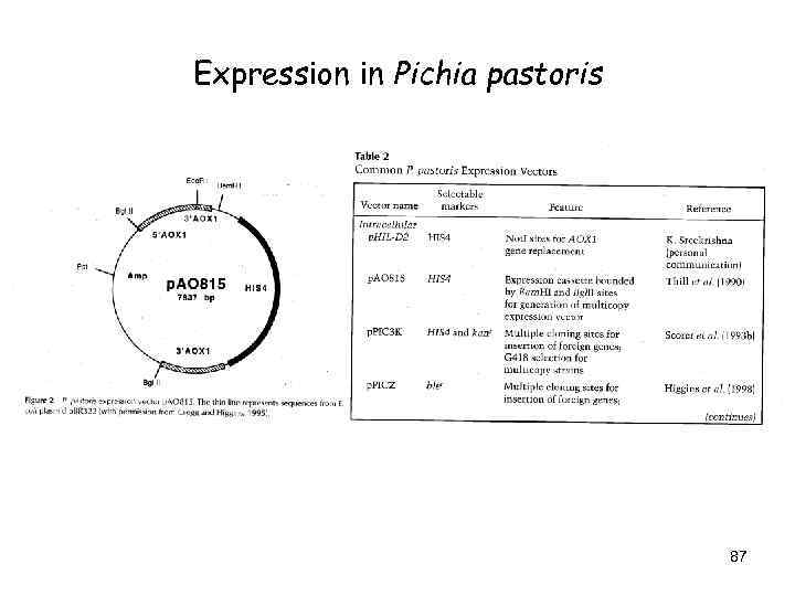 Expression in Pichia pastoris 87 
