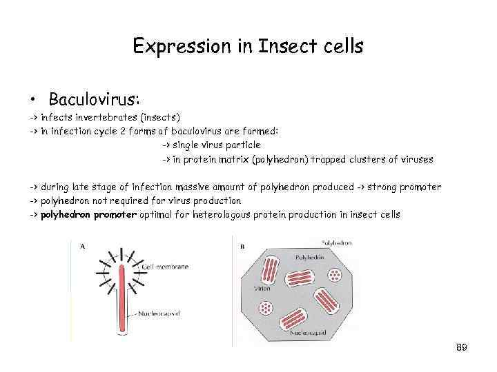 Expression in Insect cells • Baculovirus: -> infects invertebrates (insects) -> in infection cycle