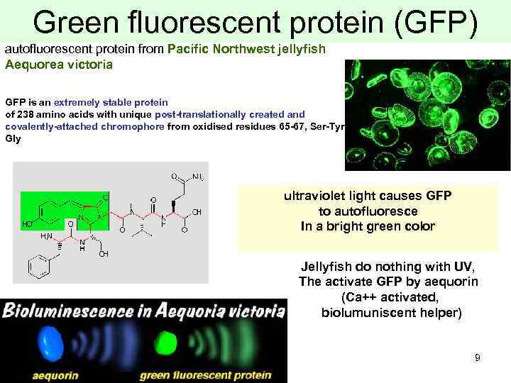 Green fluorescent protein (GFP) autofluorescent protein from Pacific Northwest jellyfish Aequorea victoria GFP is
