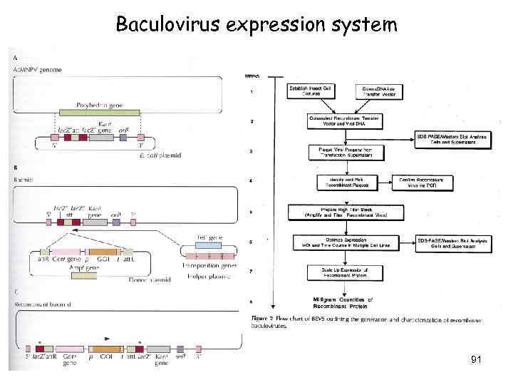 Baculovirus expression system 91 