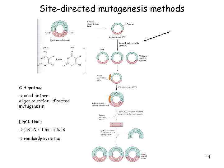 Site-directed mutagenesis methods Old method -> used before oligonucleotide –directed mutagenesis Limitations: -> just