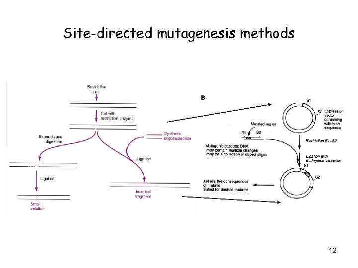 Site-directed mutagenesis methods 12 