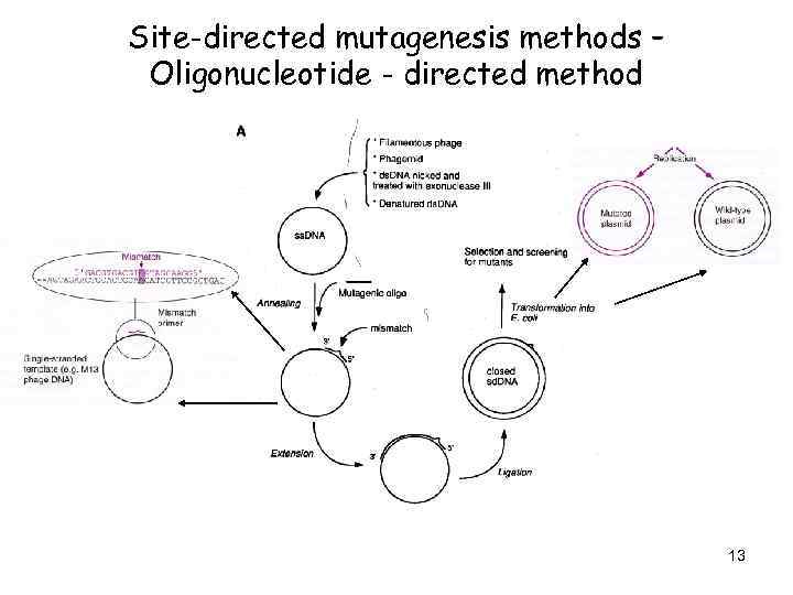 Site-directed mutagenesis methods – Oligonucleotide - directed method 13 