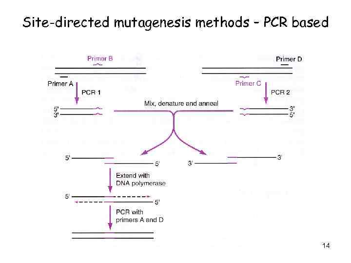 Site-directed mutagenesis methods – PCR based 14 