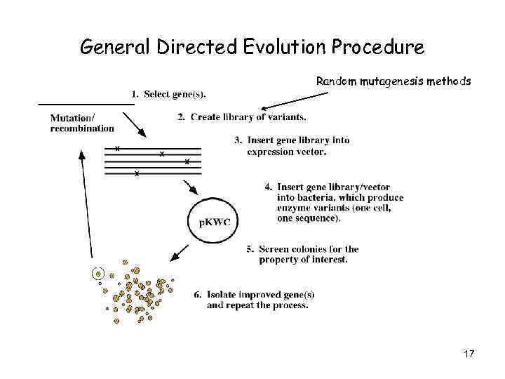 General Directed Evolution Procedure Random mutagenesis methods 17 