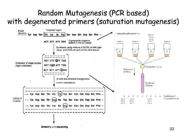 Random Mutagenesis (PCR based) with degenerated primers (saturation mutagenesis) 23 