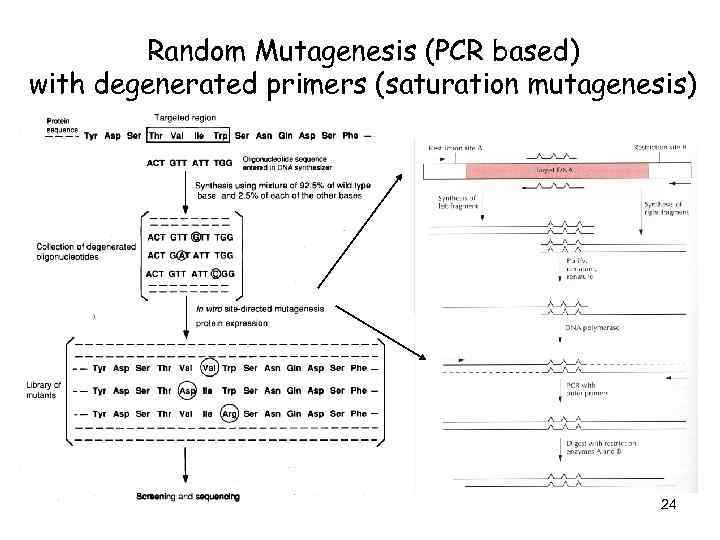 Random Mutagenesis (PCR based) with degenerated primers (saturation mutagenesis) 24 