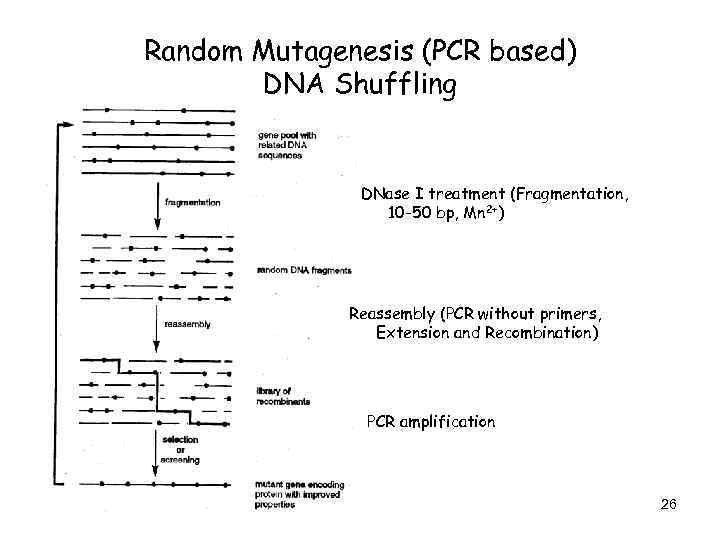 Random Mutagenesis (PCR based) DNA Shuffling DNase I treatment (Fragmentation, 10 -50 bp, Mn